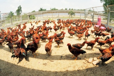 Phấn đấu mỗi gia đình ngày Tết có gà chín cựa thắp hương